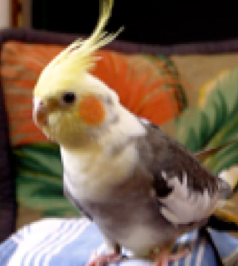 Sail Magic Carpet GUS